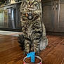 cat, tabby_cat, fluffy_fur, pet, birthday_candle, cat_food, kitchen, wooden_floor, indoor, can, friskies, celebration, number_one, food, cute, animal, feline, collar, orange_collar, domestic_cat