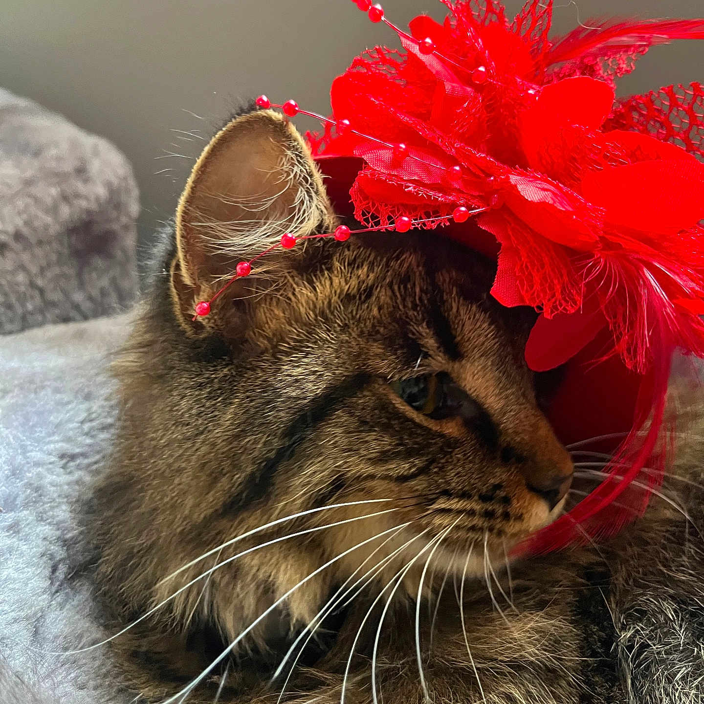Luna joined the competition — help win amazing prizes! animal, cat, closeup, cozy, cute, domestic_cat, ear, feline, floral, fur, headpiece, indoor, pet, portrait, red_flower, resting, side_view, soft_texture, tabby, whiskers