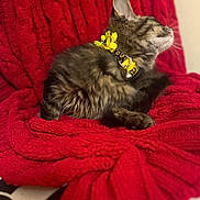 Luna joined the competition — help win amazing prizes! kitten, cat, tabby, collar, yellow, bell, flower, red_blanket, furry, pet, animal, indoor, cozy, texture, soft, relaxing, side_view, small_animal, domestic_cat, cute