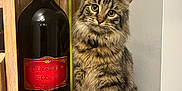 Luna joined the competition — help win amazing prizes! cat, closeup, cozy, curious, domestic_animal, drink, feline, fur, furniture, glass_bottle, household, indoor, label, pet, portrait, red_wine, sitting, tabby, wine_bottle, wooden_shelf