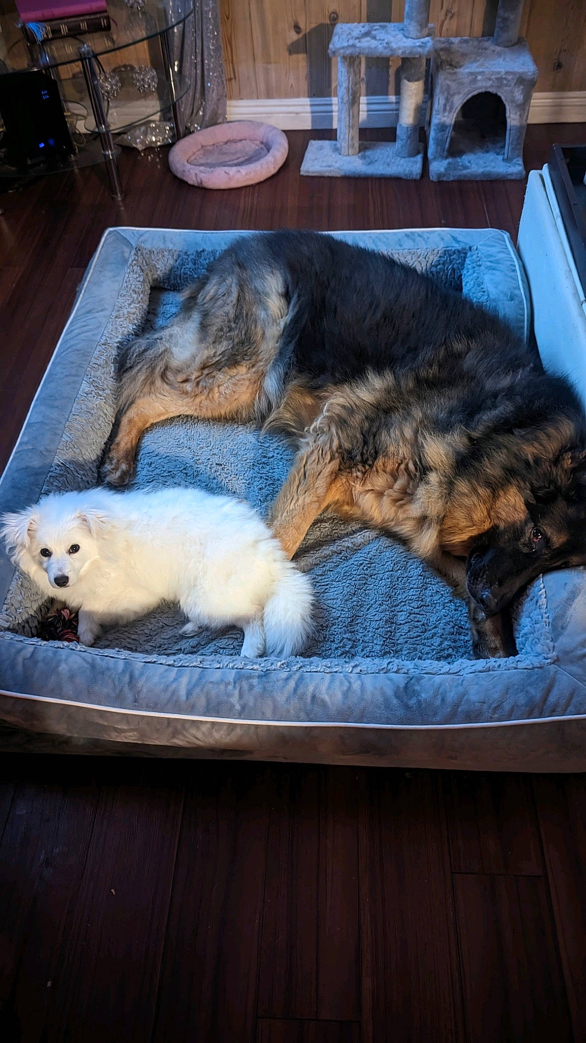 Sugarbear is registered to the contest to win money with this photo: borzoi, canidae, carnivore, comfort, companion_dog, dog, dog_breed, felidae, flooring, fur, hardwood, mustelidae, nap, paw, small_to_medium_sized_cats, sporting_group, tail, whiskers, wood, working_terrier