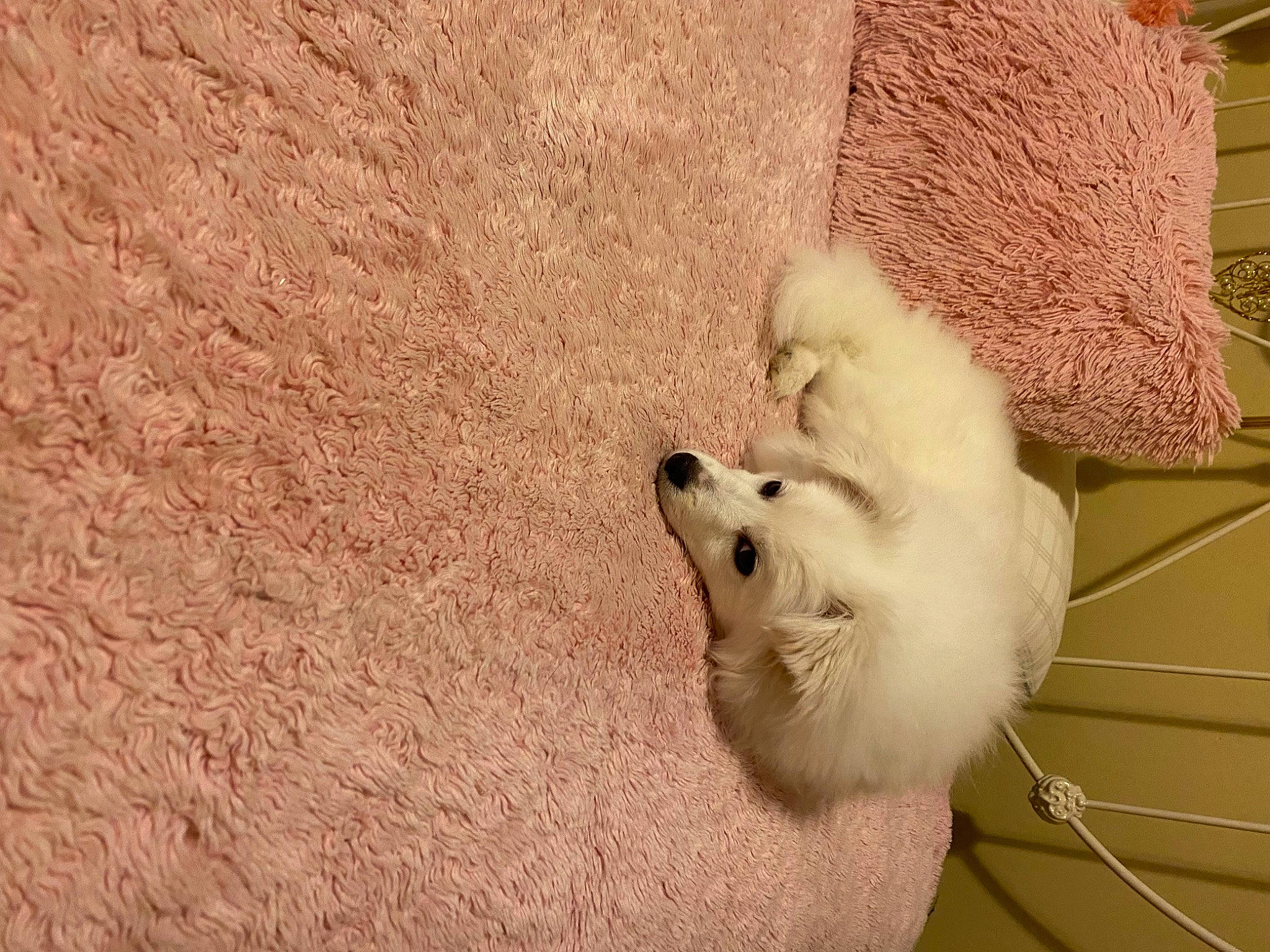 Sugarbear is registered to the contest to win money with this photo: animal_shelter, cage, canidae, carnivore, companion_dog, dog, dog_breed, fawn, felidae, foot, fur, paw, small_to_medium_sized_cats, snout, sporting_group, tail, terrestrial_animal, whiskers, window, wood