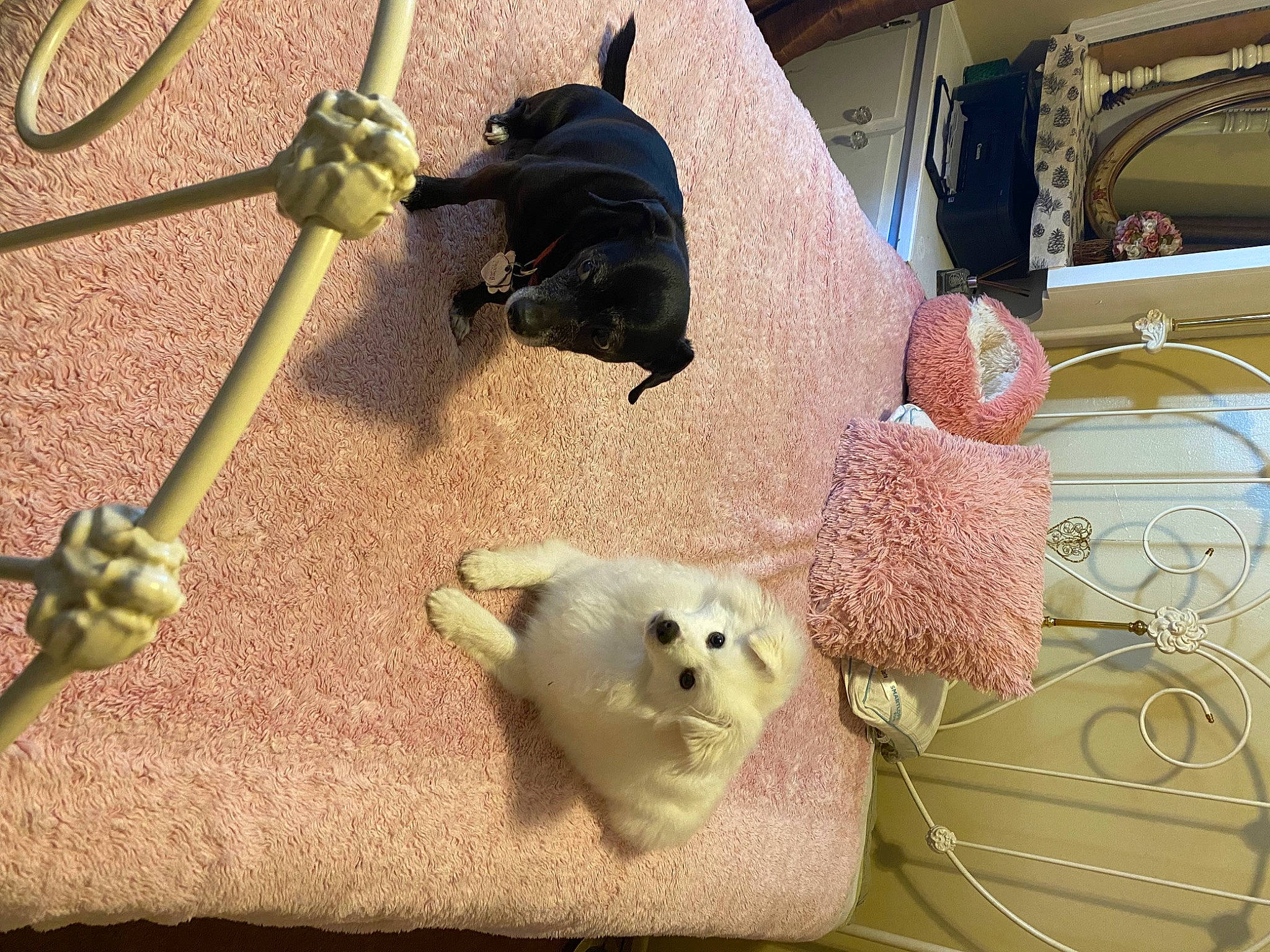 Sugarbear joined the competition — help win amazing prizes! baby_toys, canidae, carnivore, companion_dog, fawn, fur, grass, guinea_pig, mammal, organism, plant_stem, plush, rodent, room, snout, stuffed_toy, toy, toy_dog, twig, whiskers