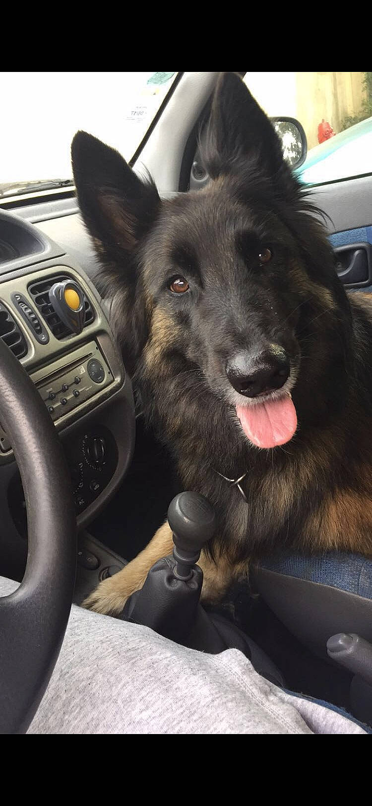 Batman a rejoint le concours — aidez-le/la à gagner de superbes lots ! auto_part, canidae, car, carnivore, center_console, collar, companion_dog, dog, dog_breed, dog_collar, family_car, herding_dog, motor_vehicle, personal_luxury_car, snout, sporting_group, steering_wheel, vehicle, vehicle_door, windshield