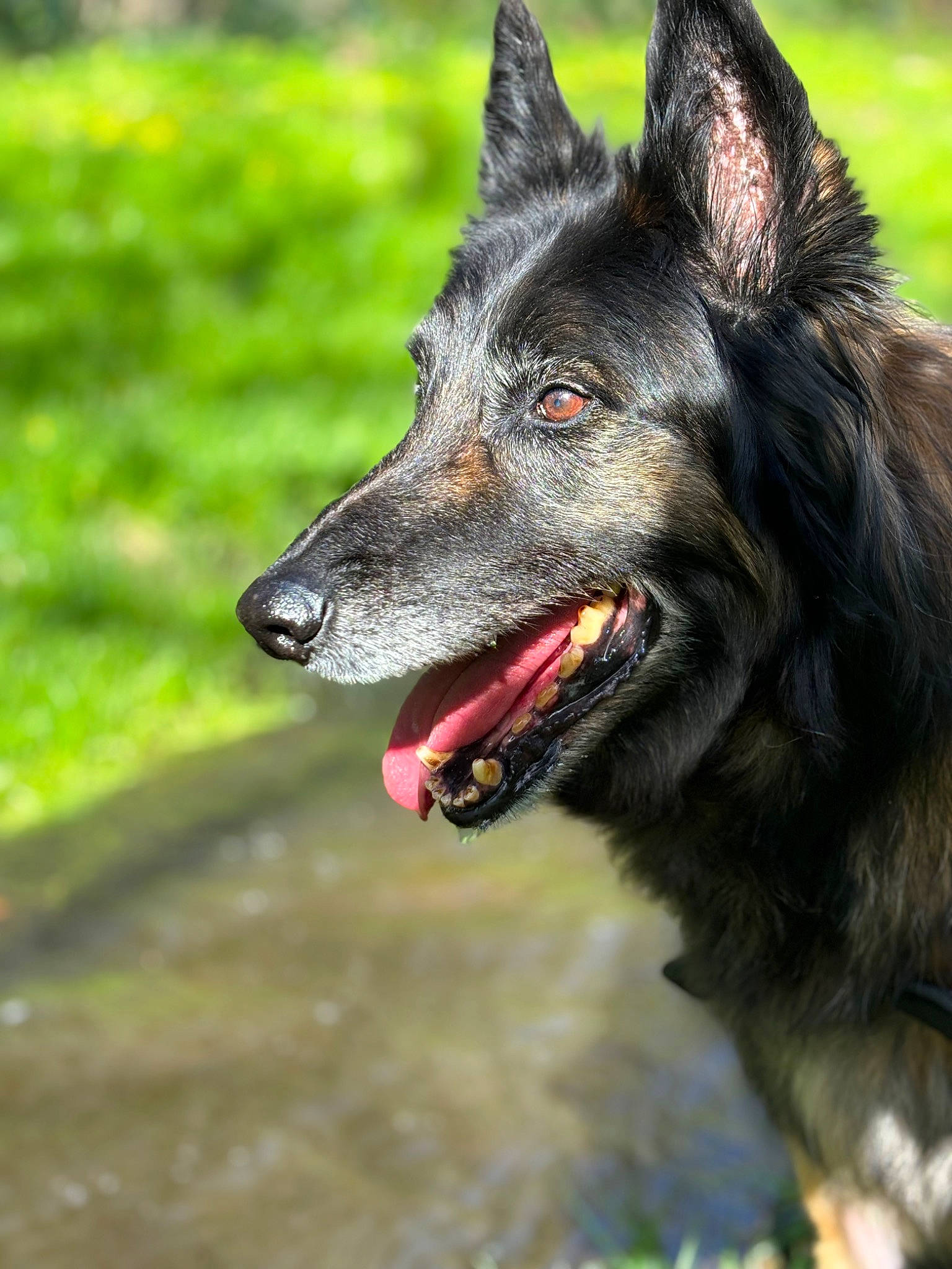 Batman a rejoint le concours — aidez-le/la à gagner de superbes lots ! biting, canidae, canis, carnivore, collar, companion_dog, dog, dog_breed, fur, grass, head, herding_dog, plant, snout, sporting_group, terrestrial_animal, whiskers, wildlife, working_animal, working_dog