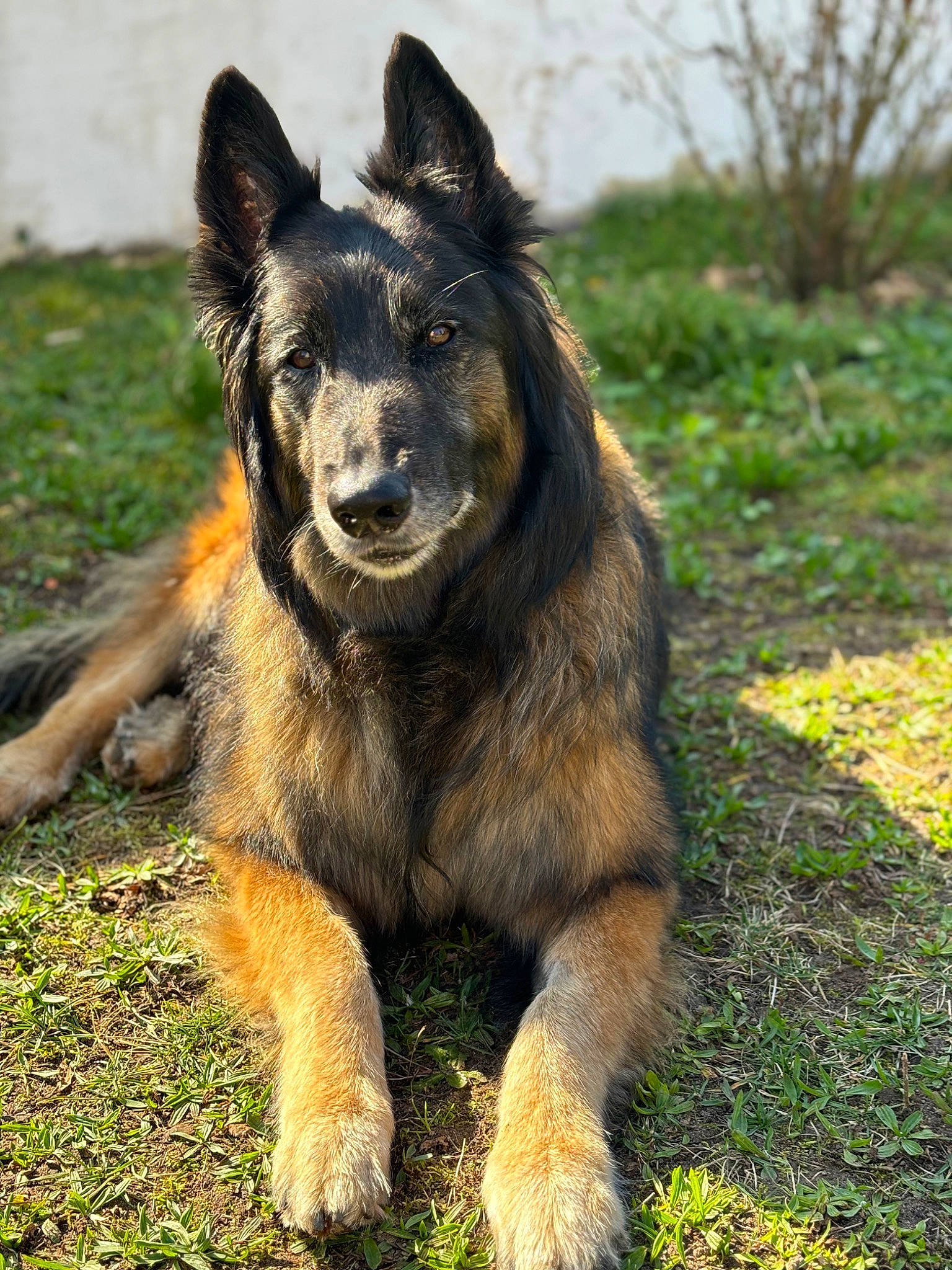 Batman a rejoint le concours — aidez-le/la à gagner de superbes lots ! art, canidae, carnivore, companion_dog, dog, dog_breed, fur, german_shepherd_dog, grass, guard_dog, herding_dog, king_shepherd, old_german_shepherd_dog, plant, snout, sporting_group, tail, terrestrial_animal, working_animal, working_dog