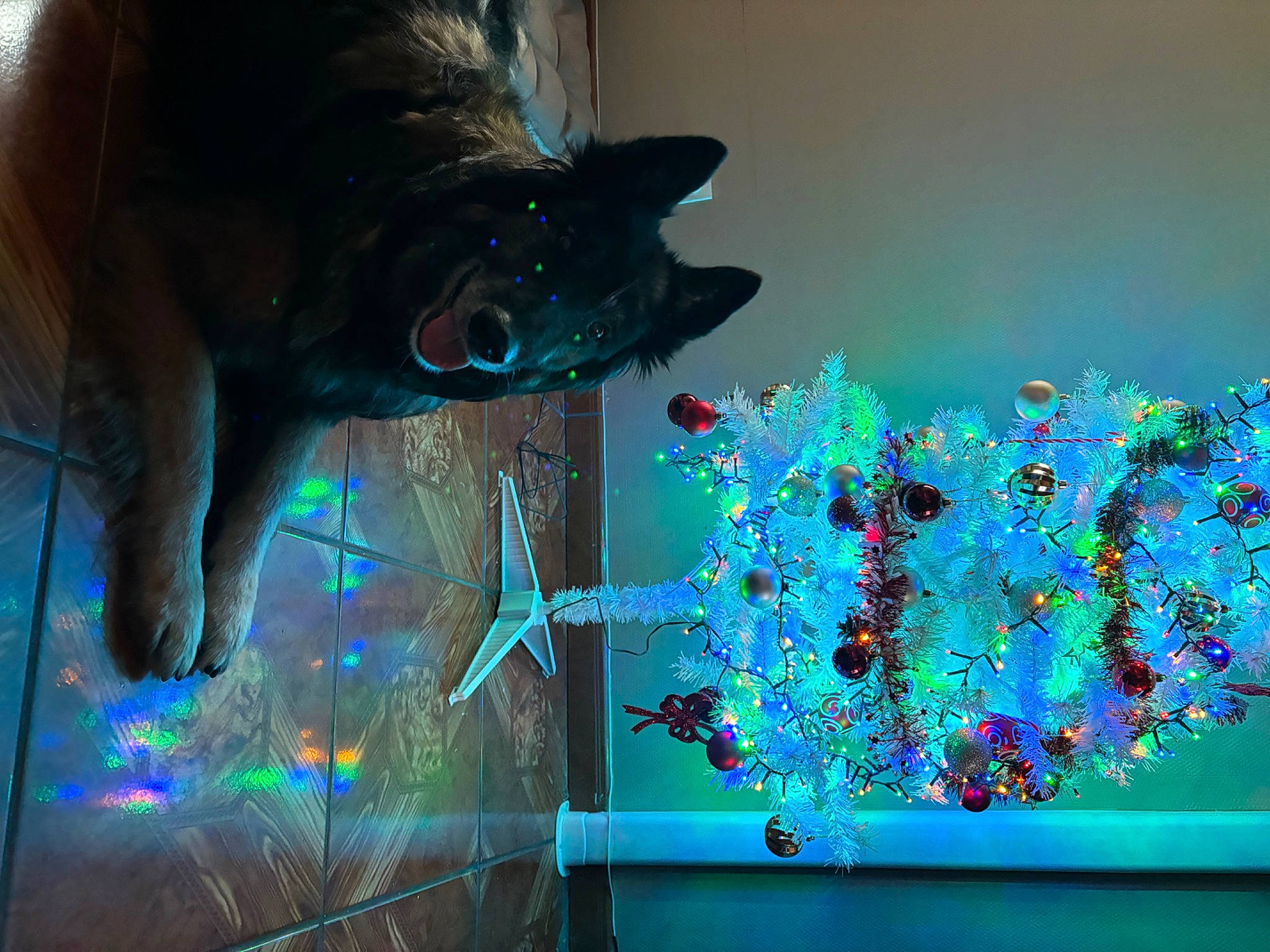 Batman participe au concours pour gagner de l'argent avec cette photo : art, azure, blue, carnivore, cat, christmas_ornament, electric_blue, event, felidae, fun, green, light, organism, ornament, purple, small_to_medium_sized_cats, space, tree, whiskers, window