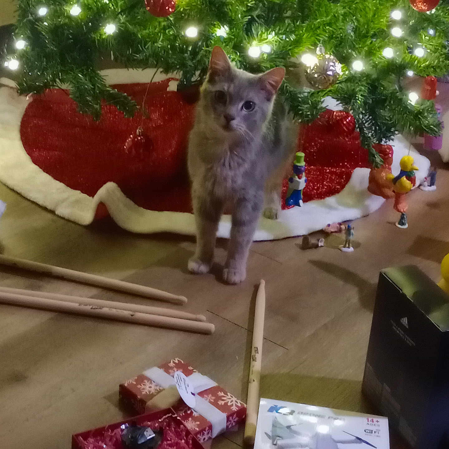 Hope joined the competition — help win amazing prizes! aircraft, airplane, animal, architecture, box, cat, christmas, christmasdecorations, festival, fir, flower, kitten, manx, person, pet, plant, transportation, tree, vehicle, wood