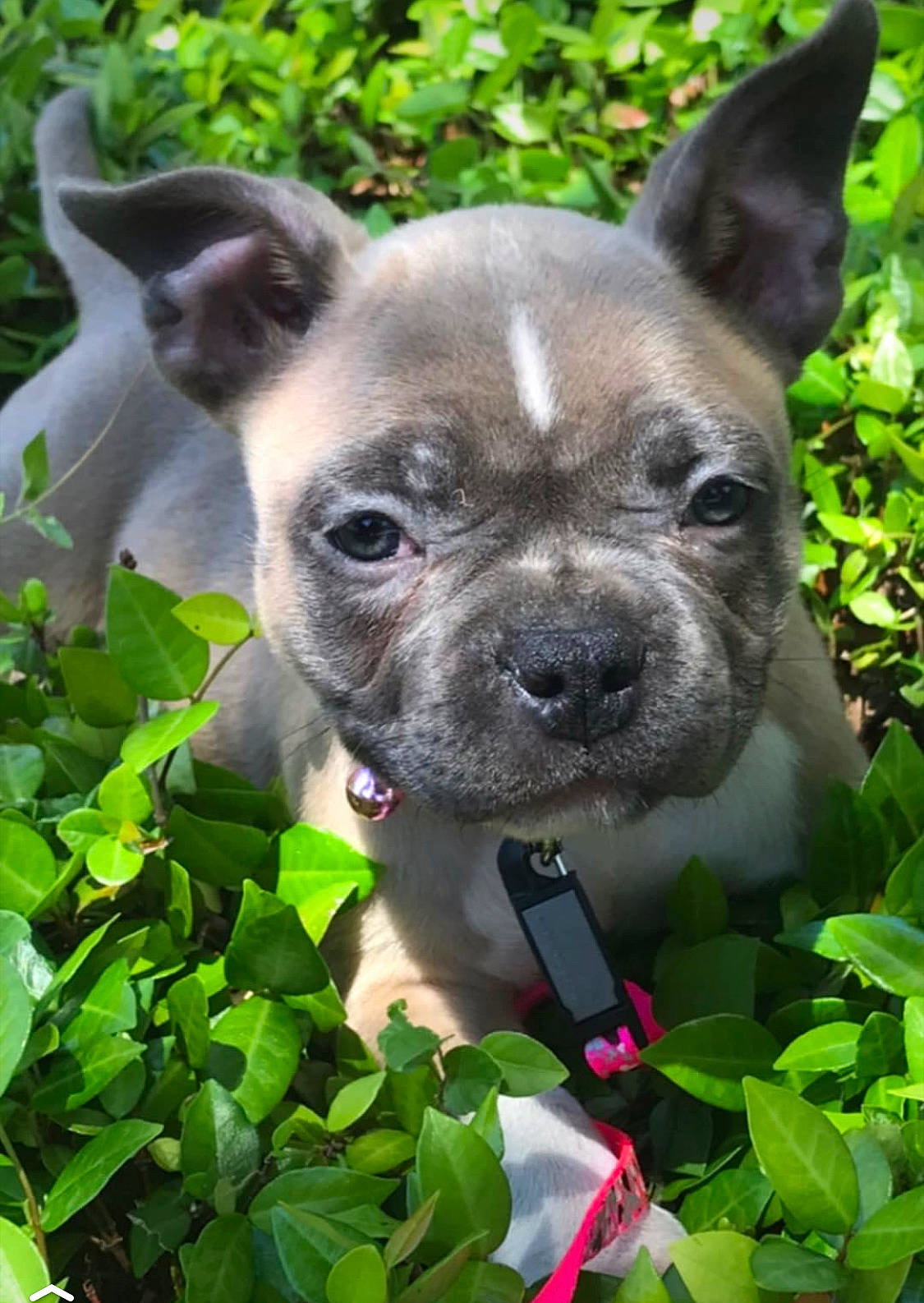 Lily joined the competition — help win amazing prizes! carnivore, collar, companion_dog, dog, dog_breed, ear, eye, fawn, grass, green, groundcover, plant, snout, sporting_group, terrestrial_animal, terrestrial_plant, toy_dog, vertebrate, whiskers, working_animal