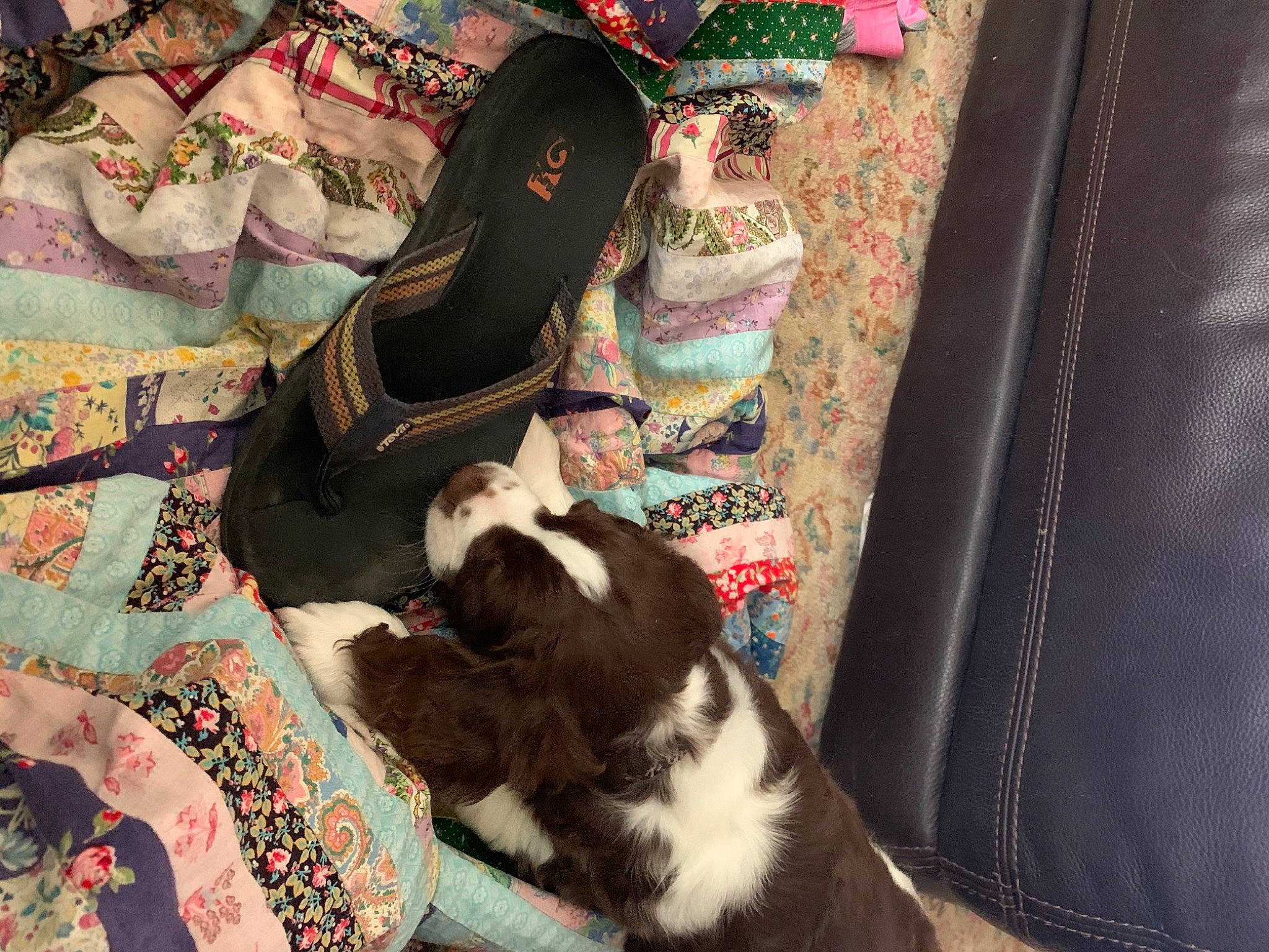 Otis joined the competition — help win amazing prizes! bag, carmine, carnivore, comfort, companion_dog, dog, dog_breed, fawn, felidae, fur, jewellery, linens, non_sporting_group, pattern, room, rug, small_to_medium_sized_cats, sporting_group, tail, textile