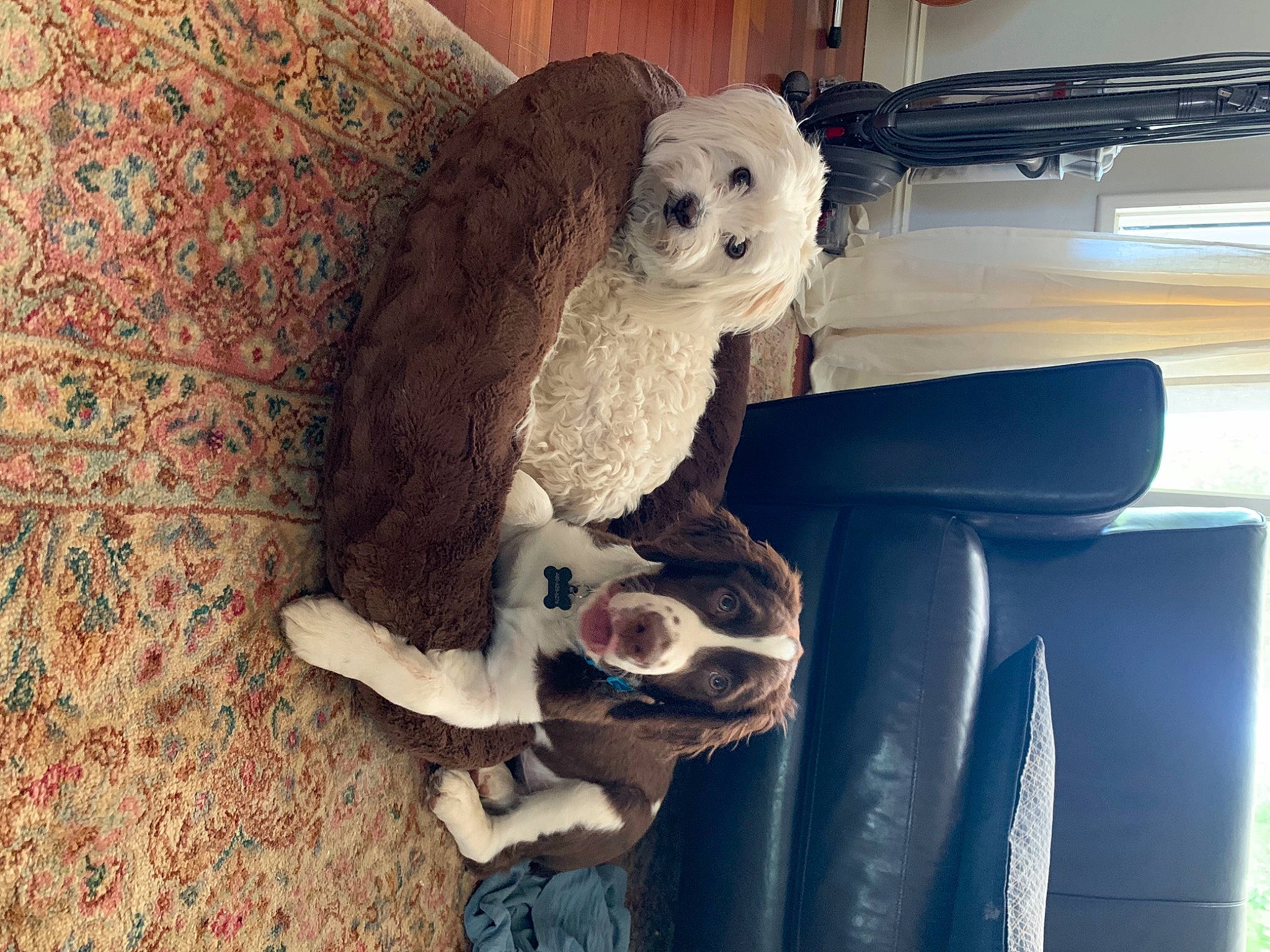 Otis is registered to the contest to win money with this photo: car, car_seat, car_seat_cover, carnivore, chair, comfort, companion_dog, couch, dog, dog_breed, fawn, fur, poodle, sporting_group, stuffed_toy, toy, vehicle, vehicle_door, wood, working_animal
