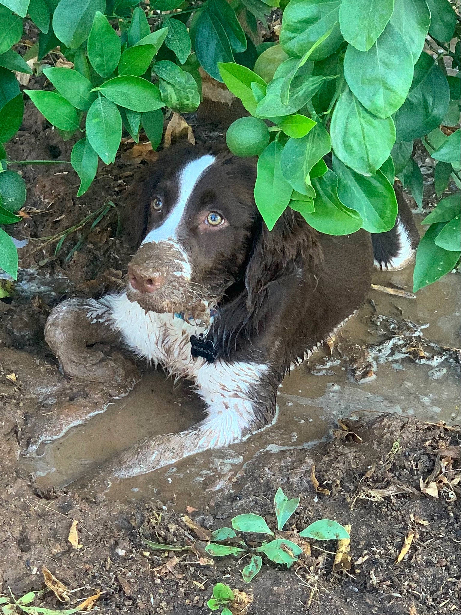 Otis joined the competition — help win amazing prizes! canidae, carnivore, companion_dog, dog, dog_breed, fur, grass, groundcover, gun_dog, hunting_dog, liver, non_sporting_group, plant, soil, spaniel, sporting_group, tail, terrestrial_animal, terrestrial_plant, working_animal