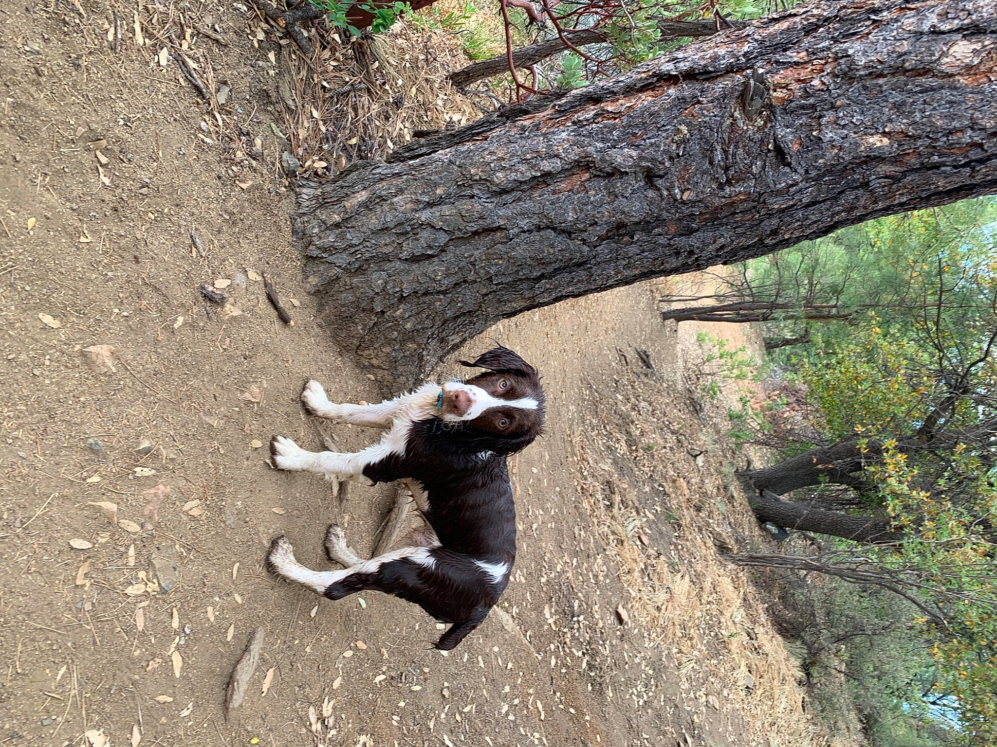 Otis joined the competition — help win amazing prizes! adventure, bedrock, deciduous, forest, grass, jungle, landscape, leisure, outdoor_recreation, people_in_nature, plant, recreation, rock, soil, terrestrial_plant, tree, trunk, twig, wood, woodland