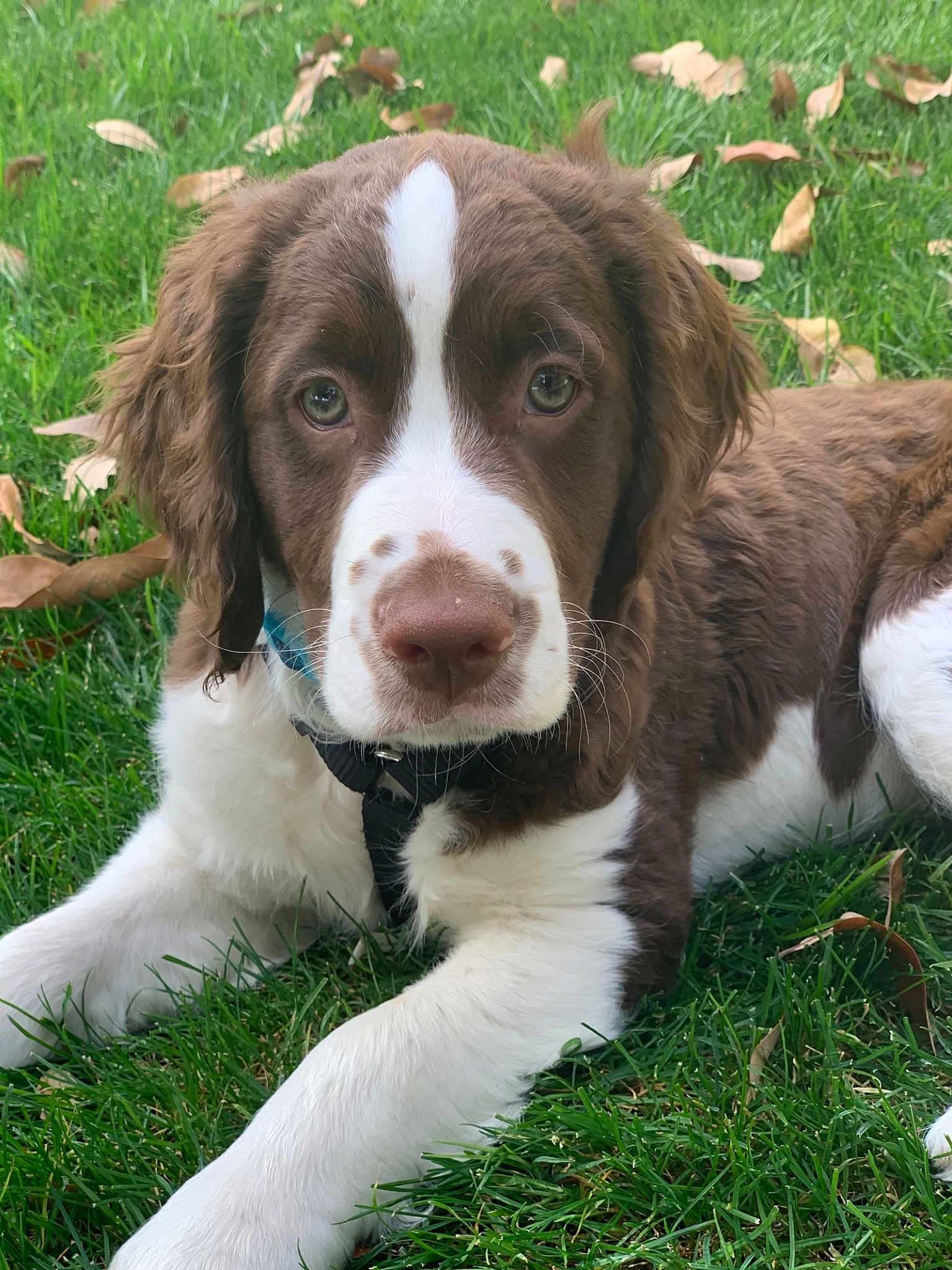 Otis