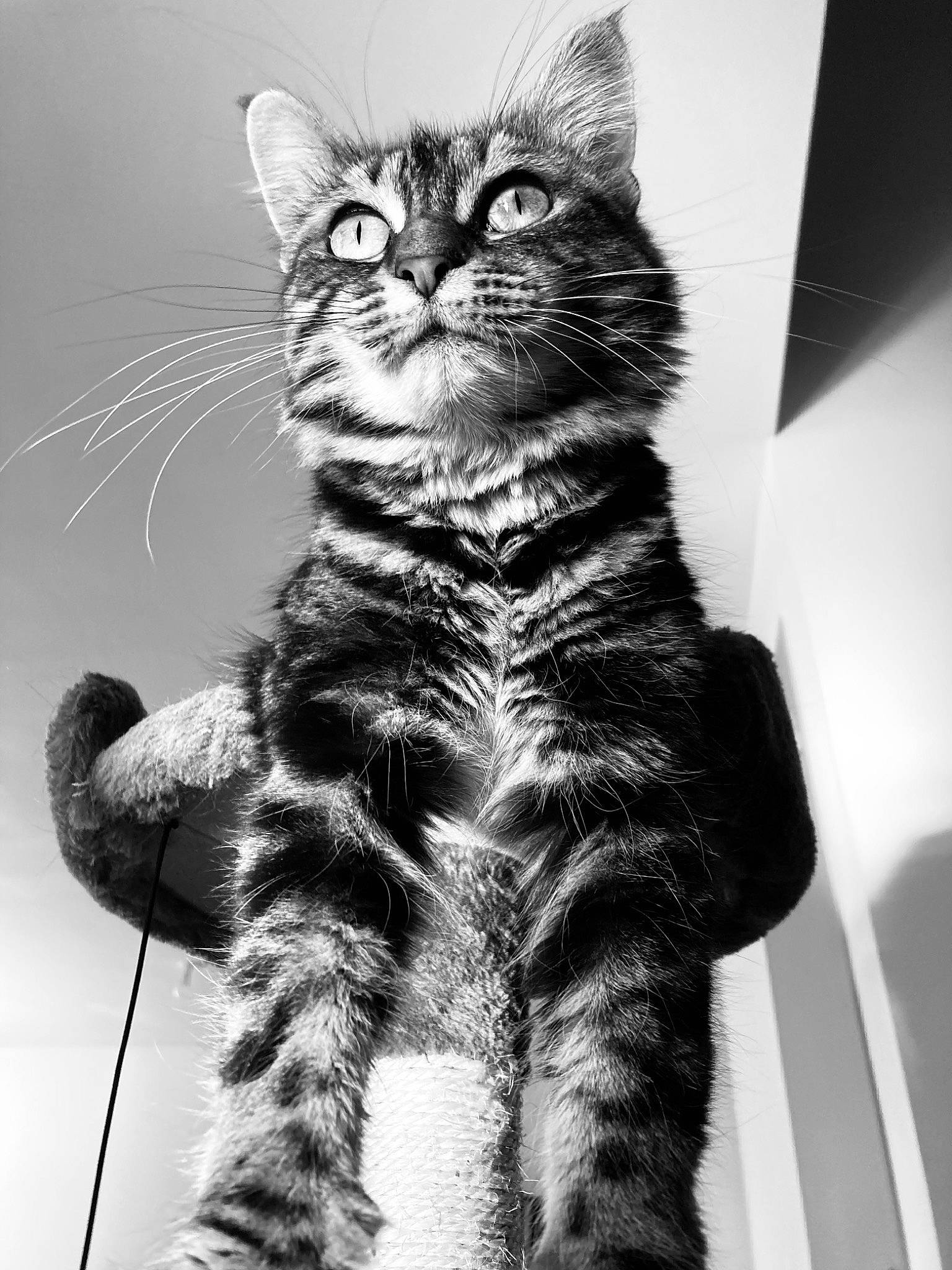 Yumi a rejoint le concours — aidez-le/la à gagner de superbes lots ! black_and_white, black_cat, carnivore, cat, claw, domestic_short_haired_cat, eye, felidae, fur, monochrome, monochrome_photography, paw, sitting, small_to_medium_sized_cats, snout, stock_photography, style, tail, whiskers, window