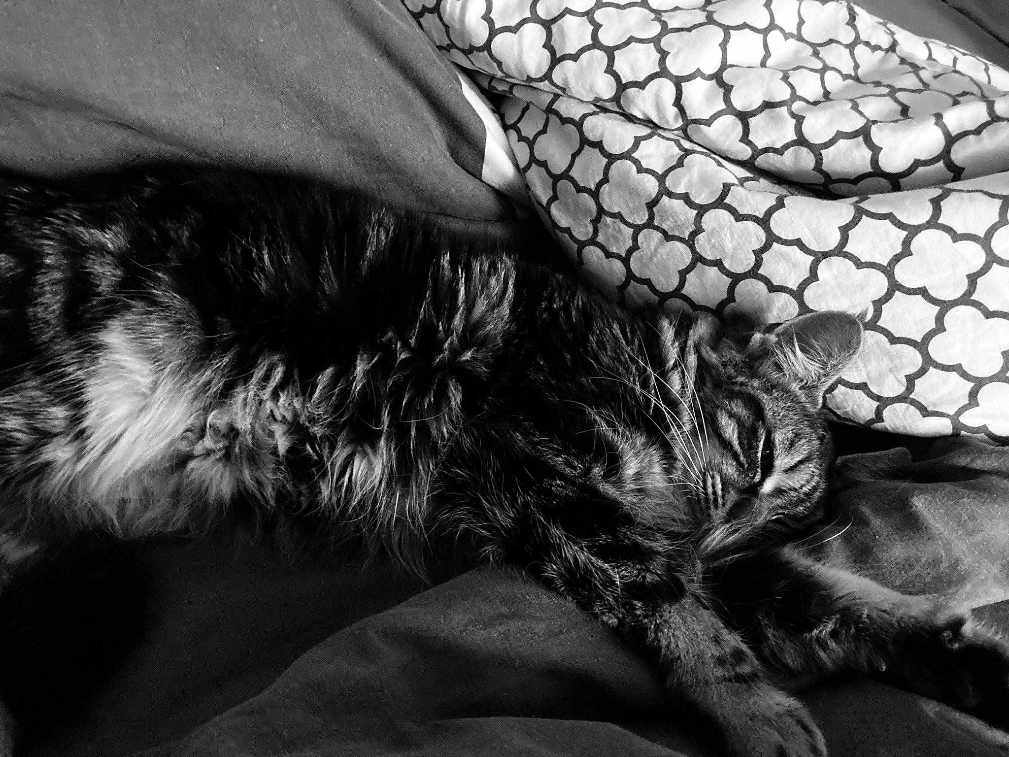 Yumi participe au concours pour gagner de l'argent avec cette photo : black_and_white, carnivore, cat, close_up, comfort, domestic_short_haired_cat, felidae, fur, grey, human_leg, leg, mammal, monochrome, monochrome_photography, small_to_medium_sized_cats, snout, style, tail, tints_and_shades, whiskers