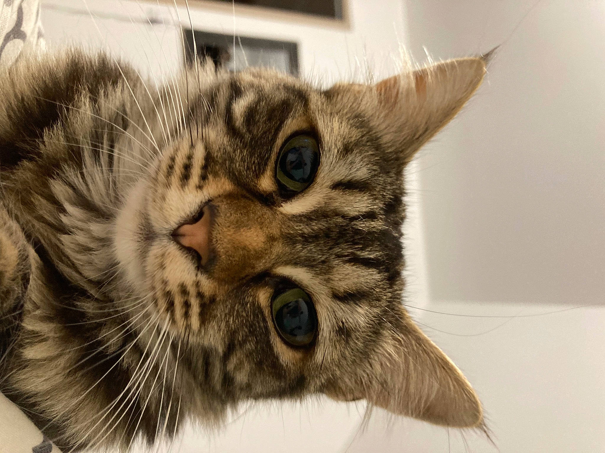 Yumi a rejoint le concours — aidez-le/la à gagner de superbes lots ! carnivore, cat, claw, domestic_short_haired_cat, felidae, fur, paw, small_to_medium_sized_cats, snout, terrestrial_animal, whiskers, wildlife