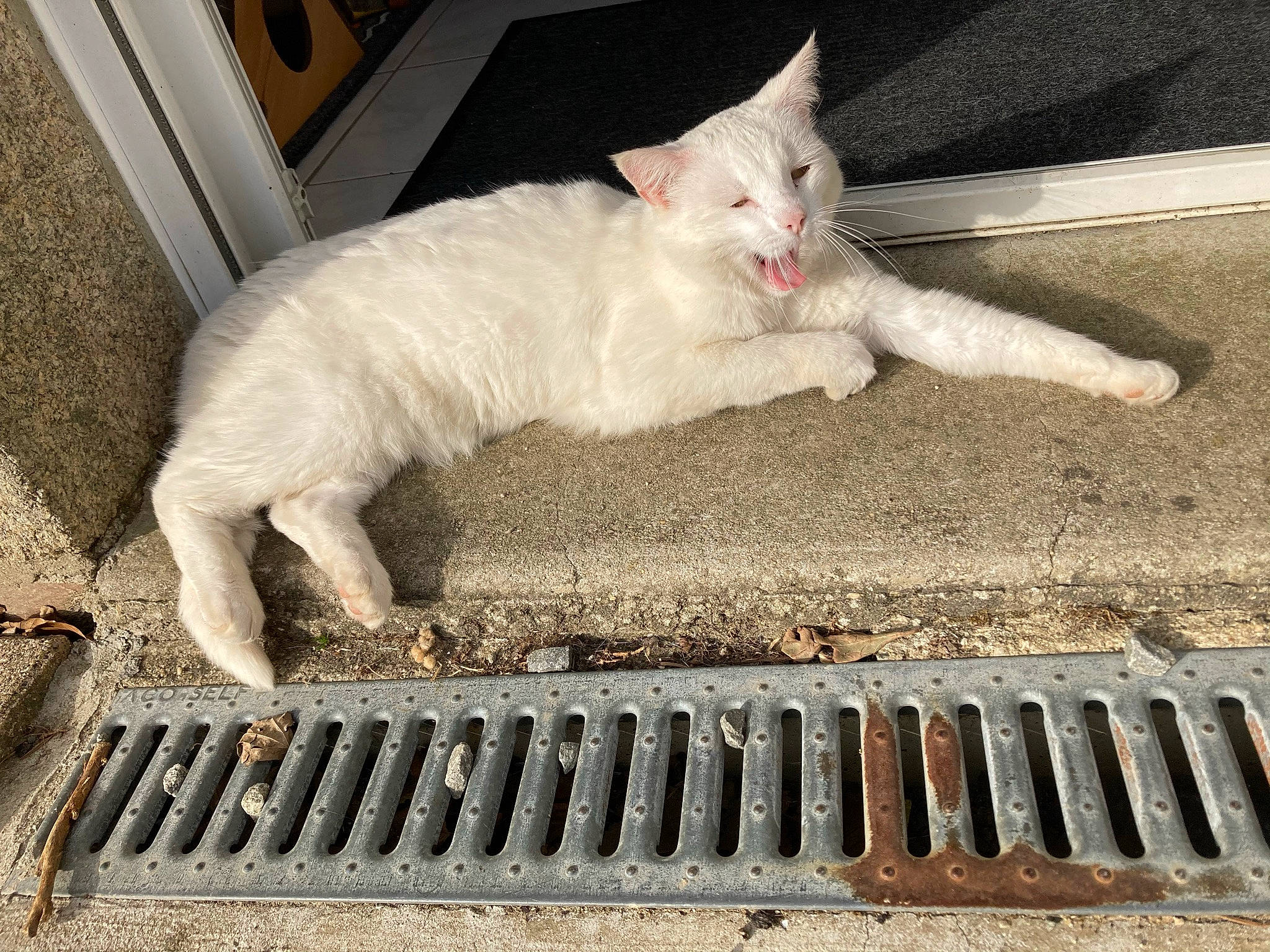 Blanche Neige participe au concours pour gagner de l'argent avec cette photo : carnivore, cat, claw, comfort, domestic_short_haired_cat, felidae, fur, gas, metal, paw, sitting, small_to_medium_sized_cats, snout, tail, terrestrial_animal, whiskers, window
