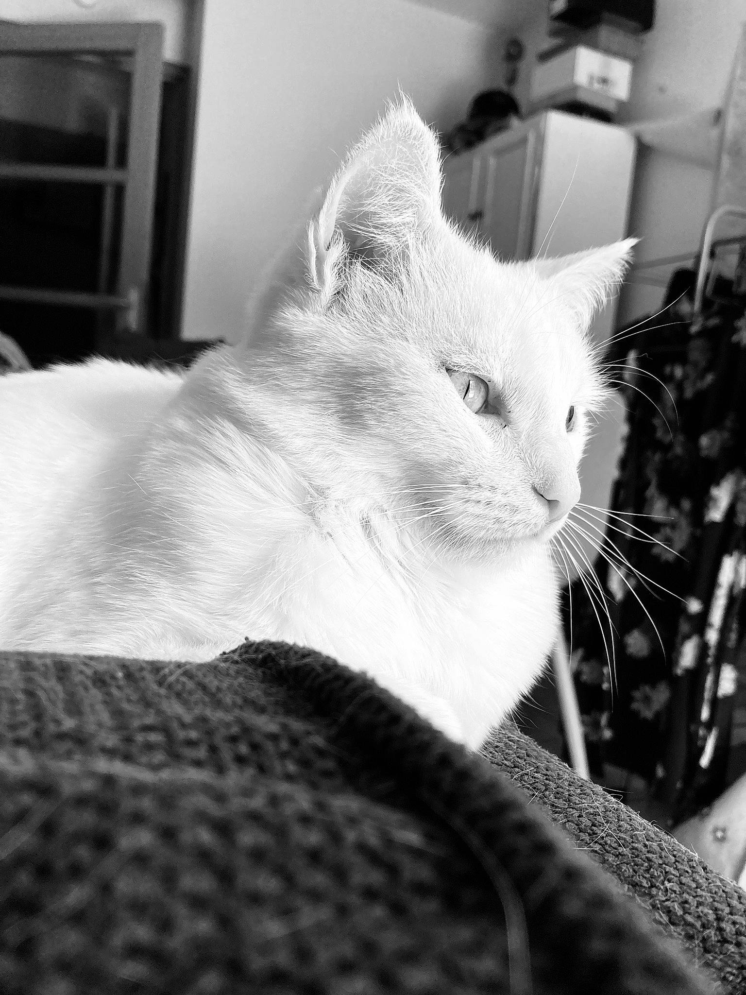 Blanche Neige a rejoint le concours — aidez-le/la à gagner de superbes lots ! black_and_white, carnivore, cat, claw, cloud, comfort, domestic_short_haired_cat, felidae, fur, grey, monochrome, monochrome_photography, paw, room, sitting, small_to_medium_sized_cats, snout, style, tail, whiskers