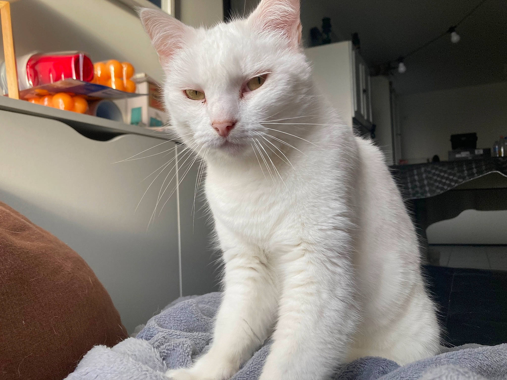 Blanche Neige participe au concours pour gagner de l'argent avec cette photo : carnivore, cat, claw, comfort, domestic_short_haired_cat, eye, felidae, fur, paw, small_to_medium_sized_cats, snout, tail, whiskers