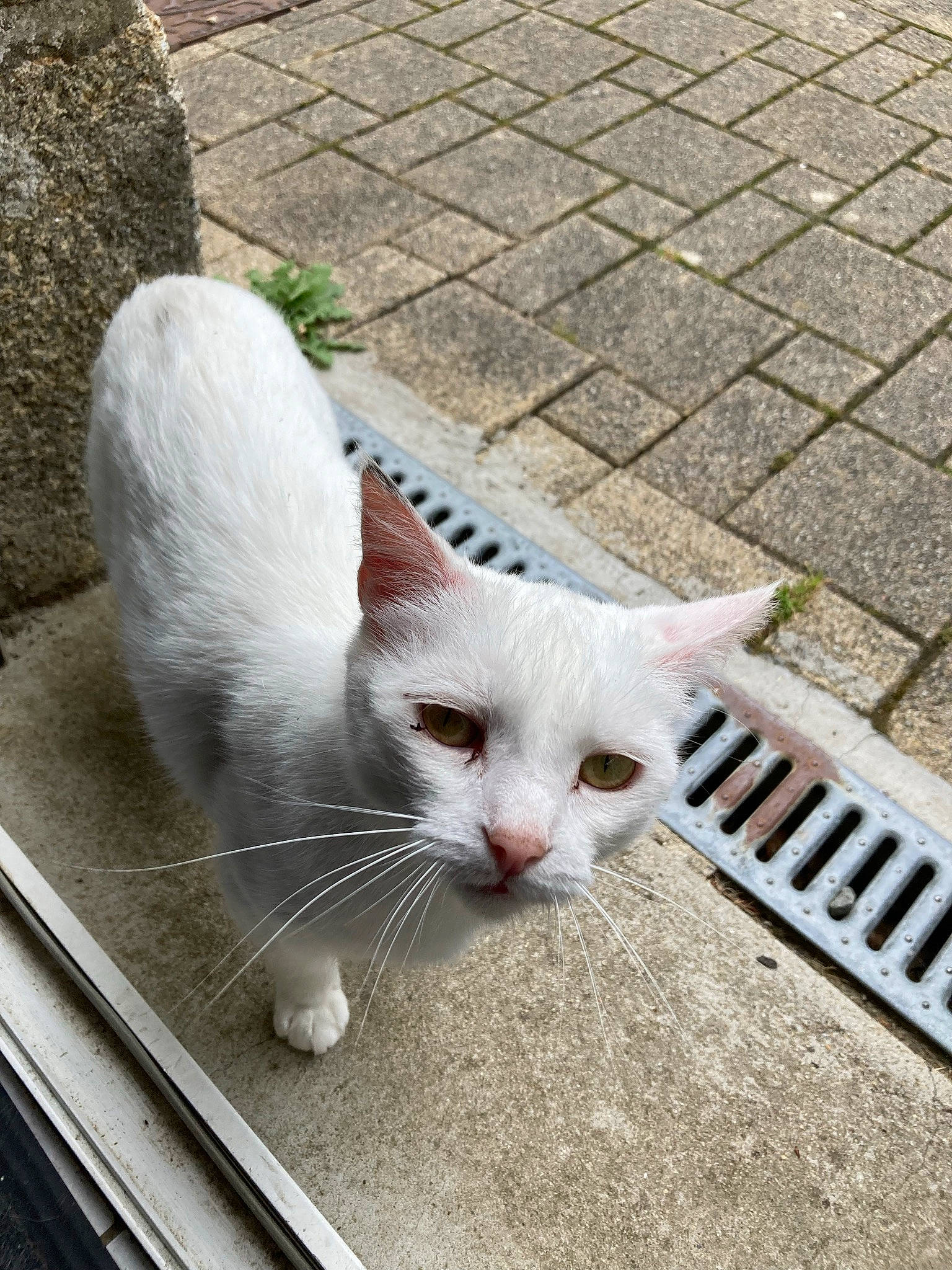 Blanche Neige a rejoint le concours — aidez-le/la à gagner de superbes lots ! carnivore, cat, claw, domestic_short_haired_cat, eye, fawn, felidae, flooring, fur, grass, paw, road_surface, sidewalk, small_to_medium_sized_cats, snout, tail, whiskers, wood