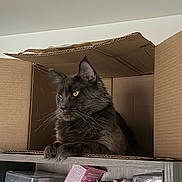 Zeus a rejoint le concours — aidez-le/la à gagner de superbes lots ! cat, cardboard_box, shelf, storage_box, hello_kitty_packaging, pink_packaging, container, toy, indoor, brown, fur, whiskers, ears, yellow_eyes, portrait, pet, curiosity, wood_texture, stacked_items, sitting