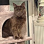 Zeus a rejoint le concours — aidez-le/la à gagner de superbes lots ! cat, long_hair_cat, pet, indoor, cat_tree, fur, whiskers, amber_eyes, portrait, sitting, paws, gray_cat, furniture, radiator, lantern, window, curtain, cozy, close_up, calm