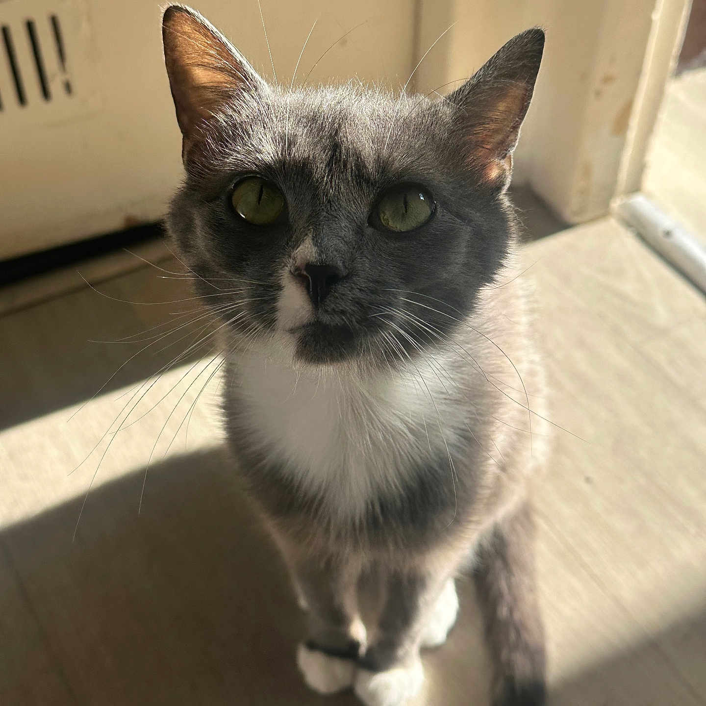 Luna participe au concours pour gagner de l'argent avec cette photo : abyssinian, angora, animal, cat, kitten, manx, pet, siamese, wood