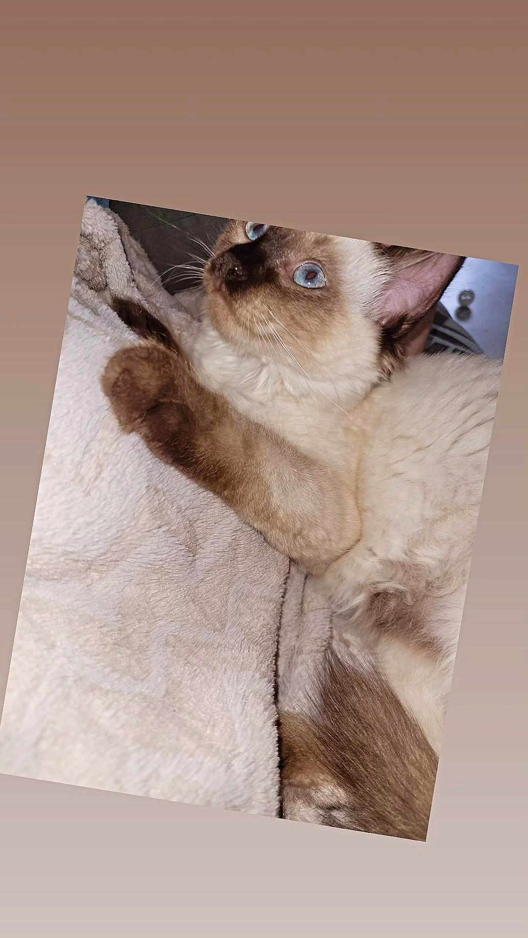 Aïka participe au concours pour gagner de l'argent avec cette photo : cat, siamese, blue_eyes, fur, whiskers, paw, blanket, indoor, pet, animal, cute, relaxed, feline, soft, cozy, closeup, mammal, laying_down, ears, side_view