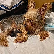 Harley joined the competition — help win amazing prizes! dog, puppy, bed, blanket, fur, long_hair, animal, pet, resting, cute, cozy, indoor, canine, small_dog, sleeping, lying_down, mammal, companion, domestic, young