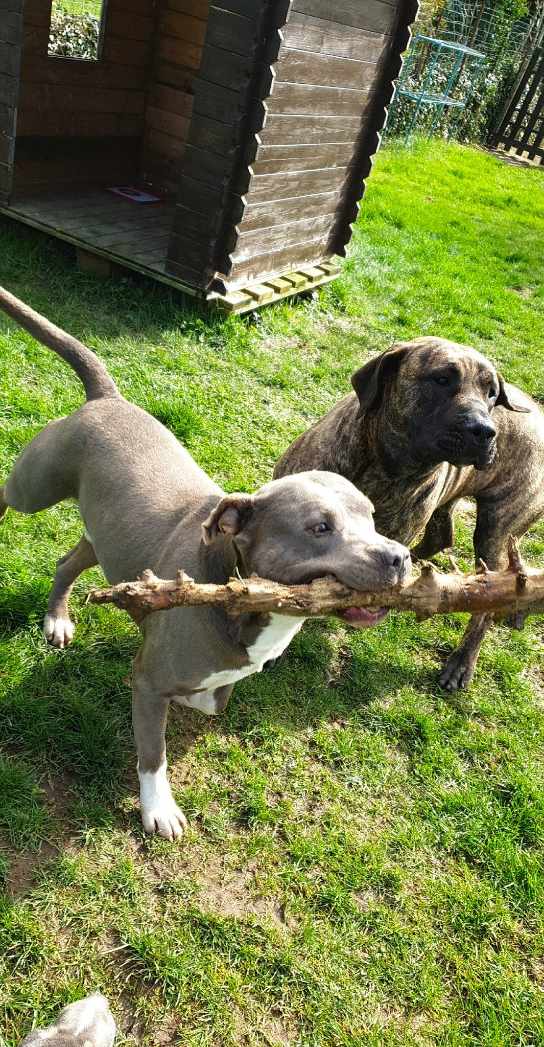 Prada participe au concours pour gagner de l'argent avec cette photo : alaunt, american_pit_bull_terrier, american_staffordshire_terrier, bandog, bully_kutta, canidae, carnivore, dog, dog_breed, fawn, fila_brasileiro, mammal, non_sporting_group, perro_de_presa_canario, pit_bull, sporting_group, vertebrate