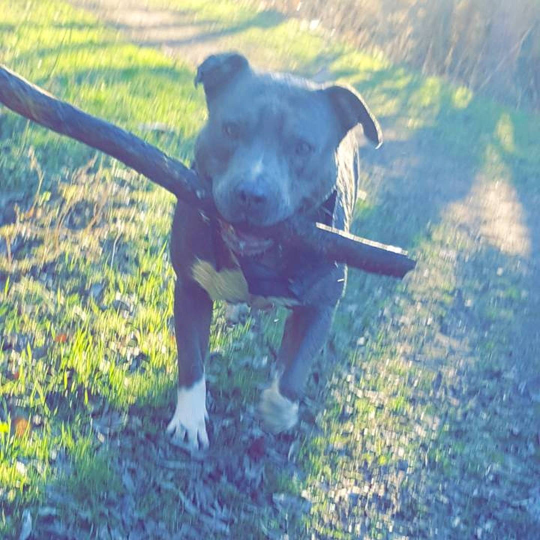 Igor participe au concours pour gagner de l'argent avec cette photo : alaunt, american_pit_bull_terrier, american_staffordshire_terrier, bandog, canidae, carnivore, dog, dog_breed, fawn, grass, mammal, non_sporting_group, snout, sporting_group, staffordshire_bull_terrier, tail, terrier, vertebrate