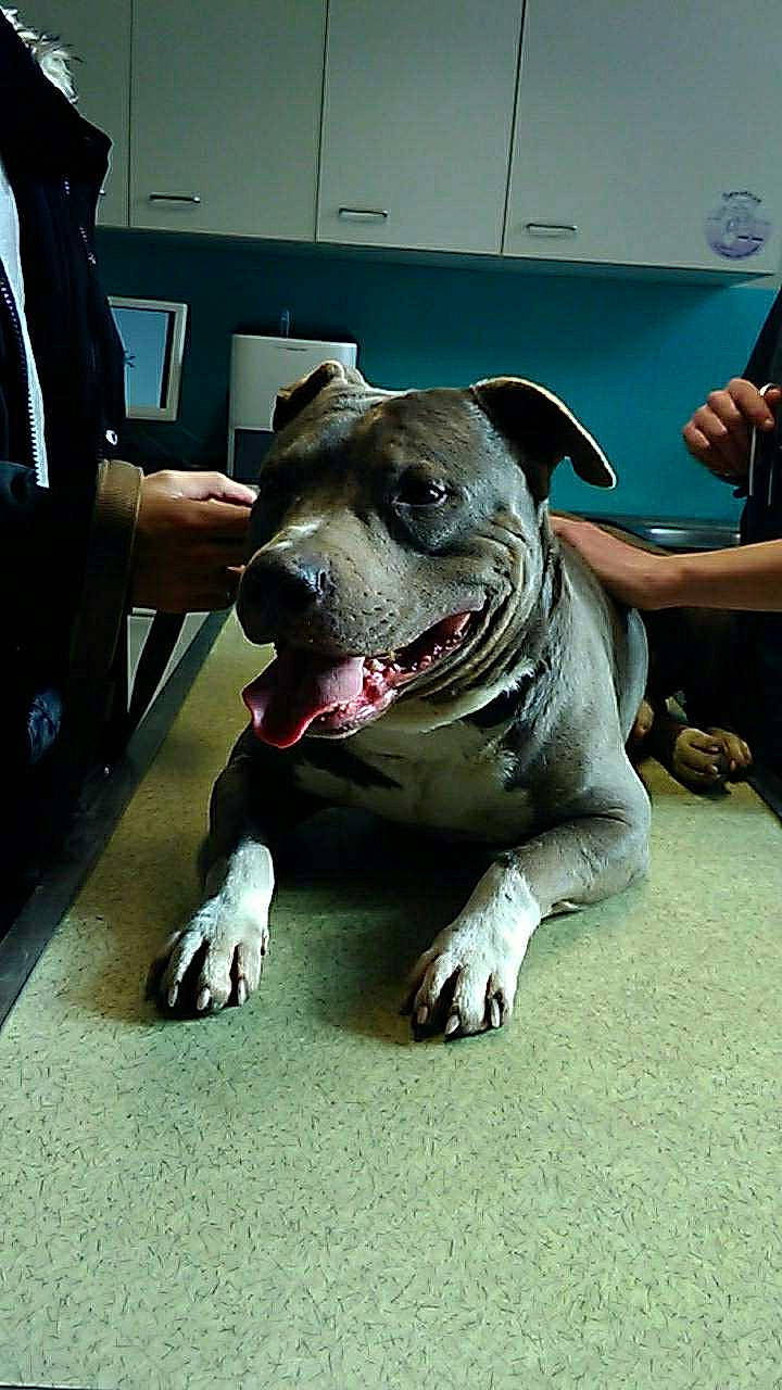 Igor a rejoint le concours — aidez-le/la à gagner de superbes lots ! american_bulldog, american_pit_bull_terrier, bulldog, canidae, carnivore, dog, dog_breed, fawn, mammal, non_sporting_group, olde_english_bulldogge, pit_bull, snout