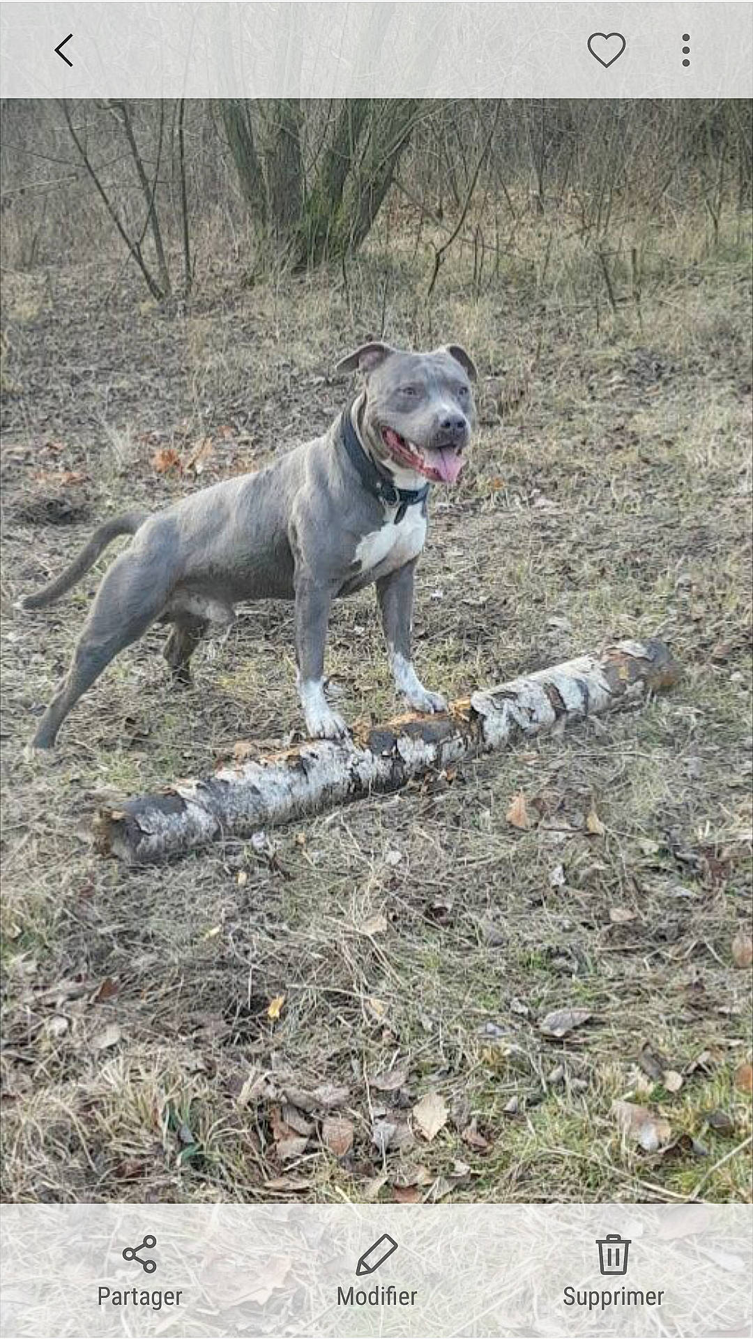 Igor participe au concours pour gagner de l'argent avec cette photo : american_bulldog, american_pit_bull_terrier, american_staffordshire_terrier, bully_kutta, canidae, carnivore, catahoula_bulldog, dog, dog_breed, fawn, mammal, non_sporting_group, pit_bull, rare_breed_dog, sporting_group, staffordshire_bull_terrier, terrier, vertebrate