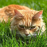Zola participe au concours pour gagner de l'argent avec cette photo : cat, ginger_cat, grass, flower, daisy, outdoor, nature, animal, pet, closeup, greenery, whiskers, ears, muzzle, focused, sunlight, garden, cute, feline, predator