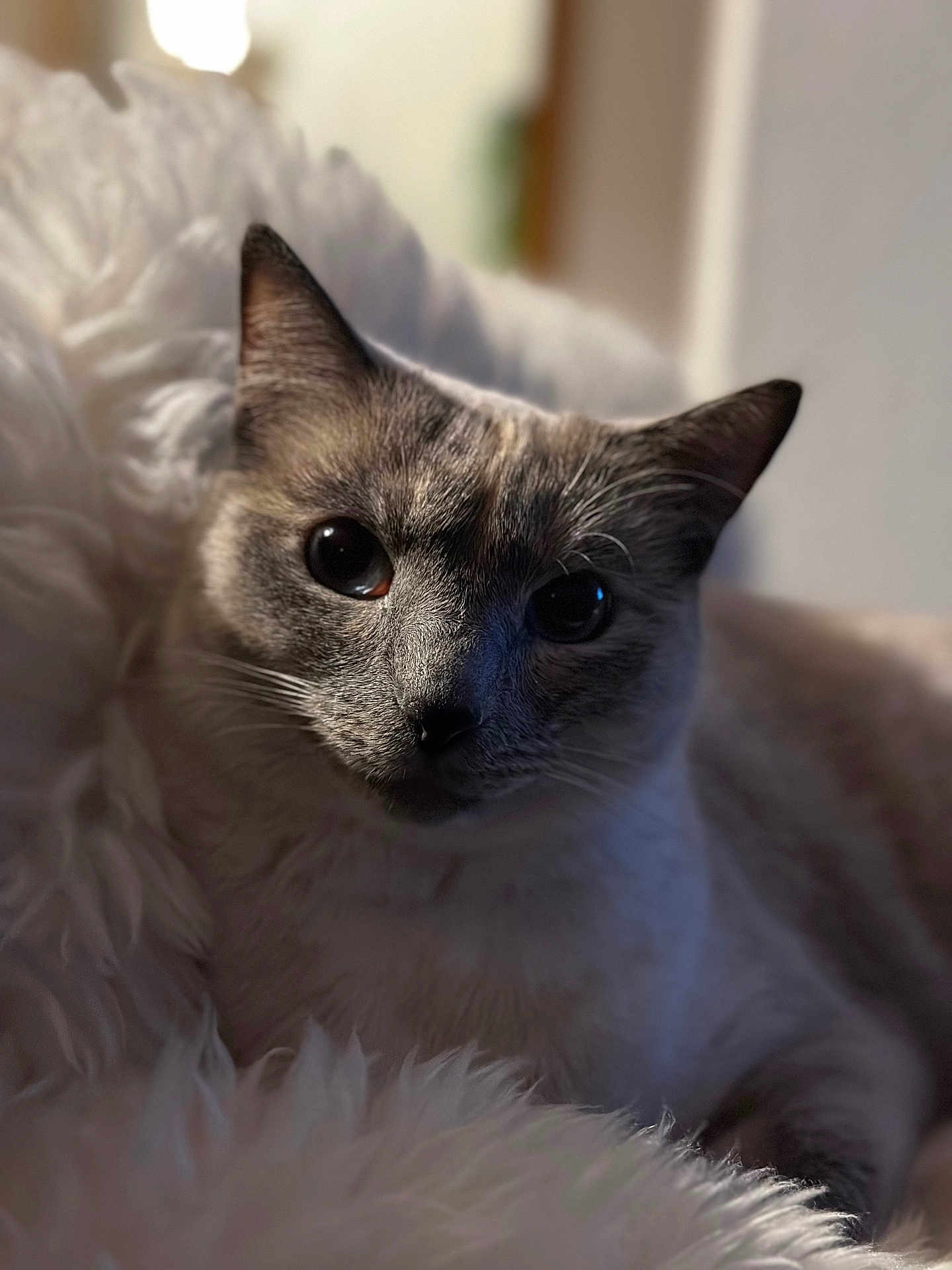 Venus a rejoint le concours — aidez-le/la à gagner de superbes lots ! cat, animal, pet, feline, close_up, fur, whiskers, ears, eyes, blanket, soft_texture, cozy, indoor, resting, cute, domestic, mammal, portrait, warm, comfort