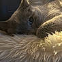Venus a rejoint le concours — aidez-le/la à gagner de superbes lots ! cat, close_up, fluffy, fur, soft_lighting, cozy, blanket, animal, pet, whiskers, sleepy, cute, resting, indoor, mammal, feline, paw, relaxed, warm, comfort