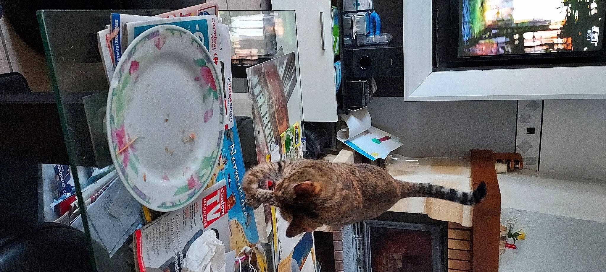 Yanna a rejoint le concours — aidez-le/la à gagner de superbes lots ! automotive_wheel_system, carnivore, circle, dishware, display_device, felidae, fur, picture_frame, plate, porcelain, room, serveware, small_to_medium_sized_cats, sporting_group, tableware, tail, television, television_set, vertebrate, wood