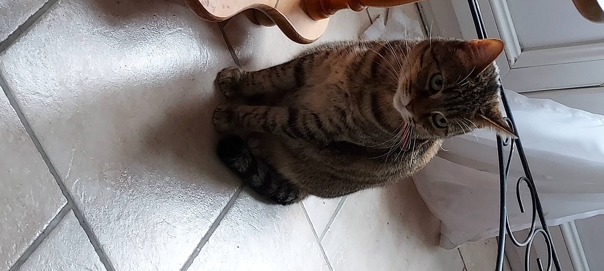 Yanna participe au concours pour gagner de l'argent avec cette photo : carnivore, cat, claw, comfort, domestic_short_haired_cat, eye, fawn, felidae, fur, grey, hair, head, human_leg, paw, small_to_medium_sized_cats, snout, tail, whiskers, window, wood