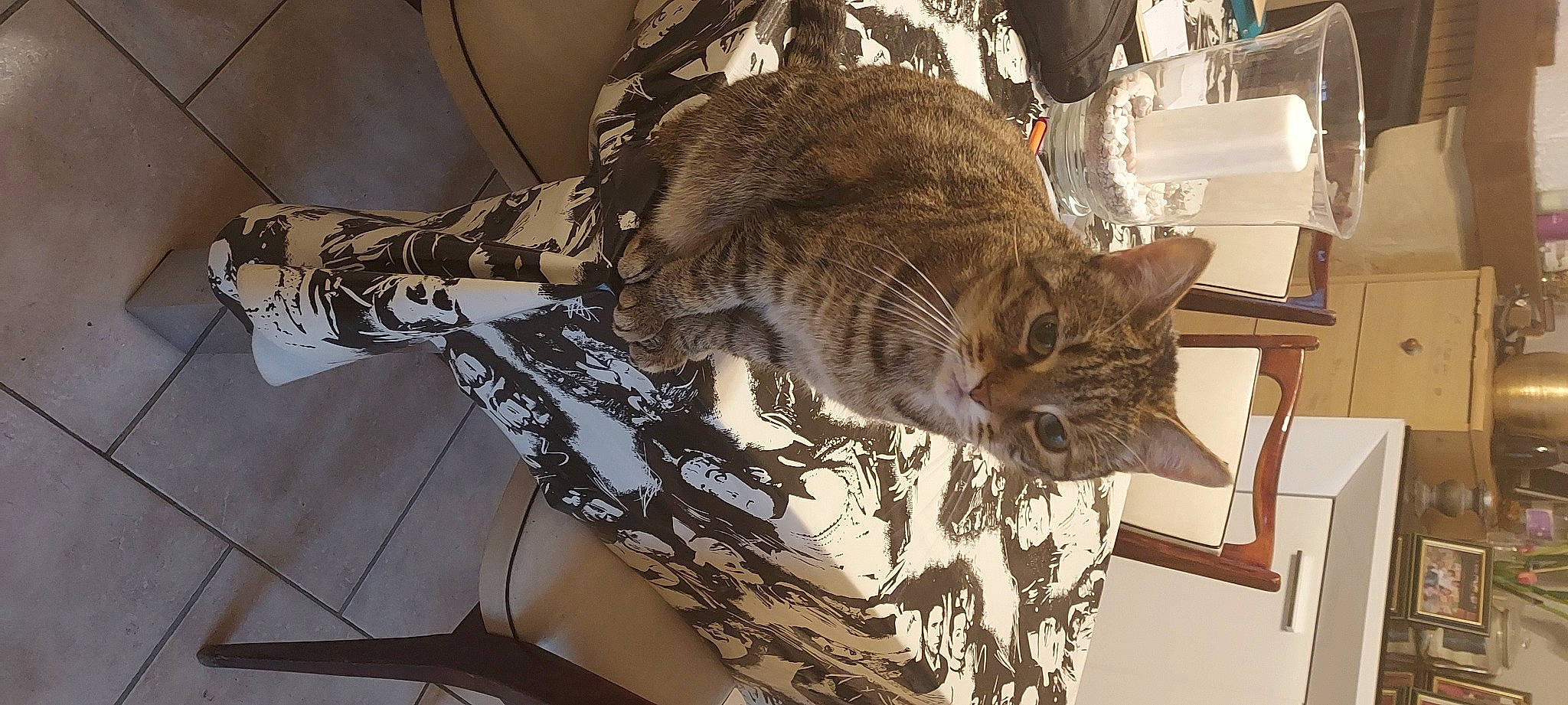 Yanna participe au concours pour gagner de l'argent avec cette photo : carnivore, cat, chair, comfort, domestic_short_haired_cat, felidae, fur, small_to_medium_sized_cats, snout, tail, terrestrial_animal, textile, tree, twig, whiskers, wood