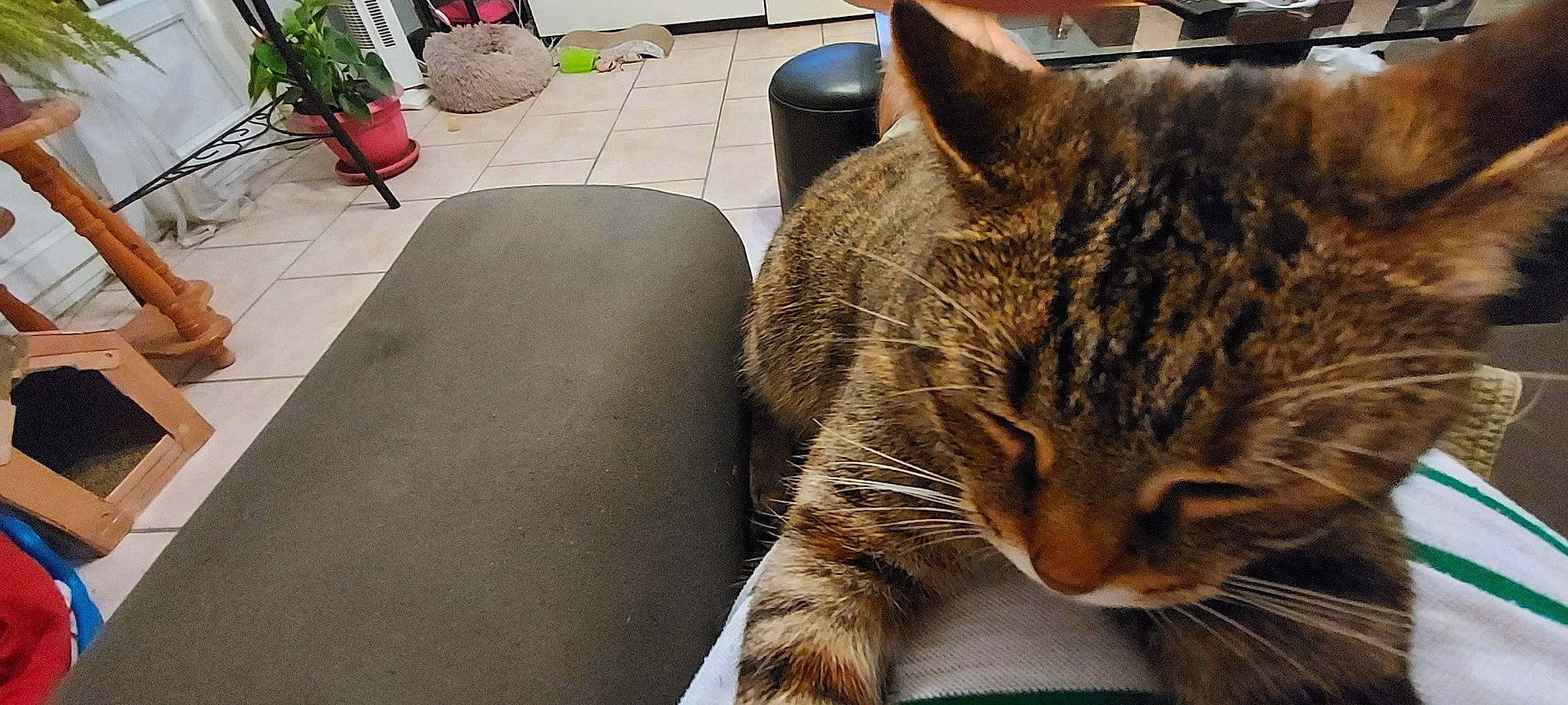 Yanna a rejoint le concours — aidez-le/la à gagner de superbes lots ! carnivore, cat, comfort, couch, domestic_short_haired_cat, felidae, flooring, flowerpot, fur, grass, hardwood, houseplant, living_room, paw, plant, sitting, small_to_medium_sized_cats, tail, whiskers, wood