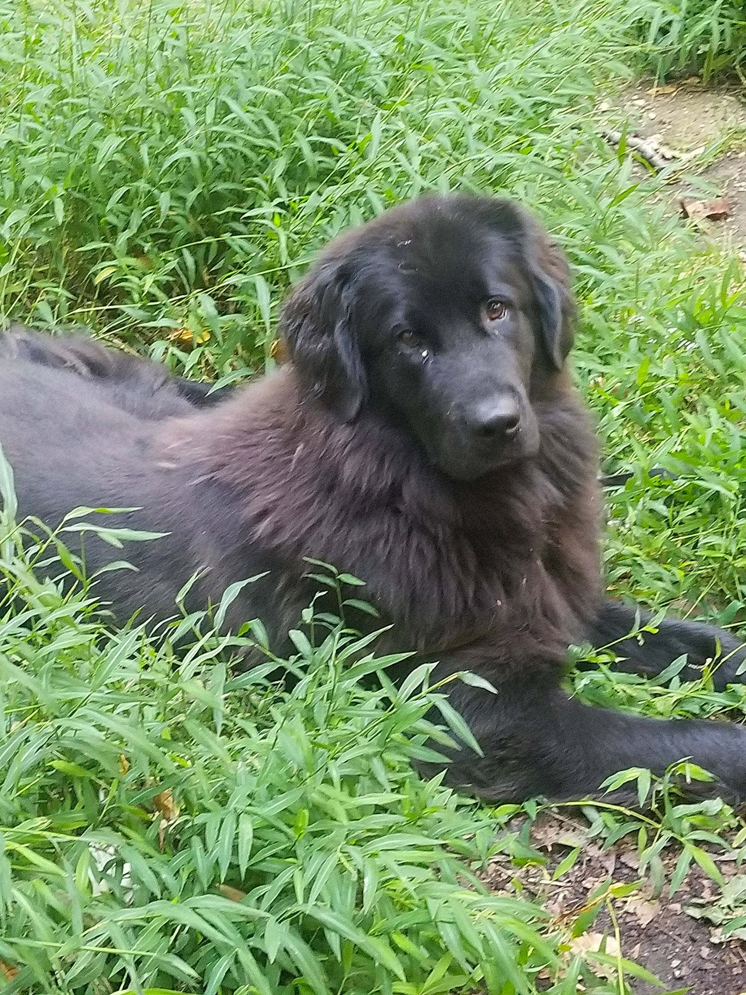 Lily is registered to the contest to win money with this photo: blue_picardy_spaniel, boykin_spaniel, canidae, carnivore, companion_dog, dog, dog_breed, flat_coated_retriever, german_longhaired_pointer, german_spaniel, grass, liver, mammal, newfoundland, picardy_spaniel, retriever, spaniel, sporting_group, vertebrate