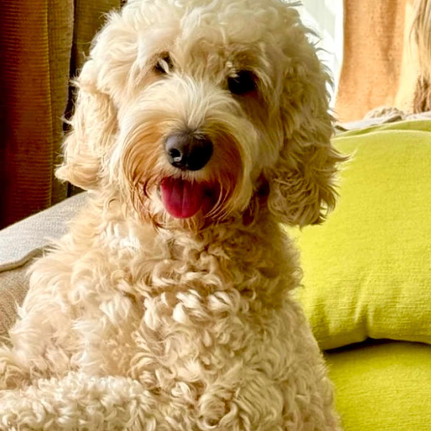 Oakley is registered to the contest to win money with this photo: animal, architecture, bodypart, building, canine, couch, cushion, dog, furniture, homedecor, indoors, livingroom, mouth, person, pet, poodle, puppy, room, terrier, whitedog
