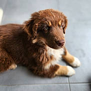 Aslan participe au concours pour gagner de l'argent avec cette photo : dog, puppy, brown_fur, white_paws, fluffy, tile_floor, closeup, portrait, pet, indoors, adorable, looking_up, soulful_eyes, nose, whiskers, lying_down, soft_light, shallow_depth_of_field, domestic_animal, young
