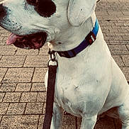 Paco a rejoint le concours — aidez-le/la à gagner de superbes lots ! dog, white_dog, black_patch, collar, leash, sitting, pavement, outdoor, pet, canine, side_profile, daylight, park, fur, animal, mammal, ears, tongue, closeup, waiting