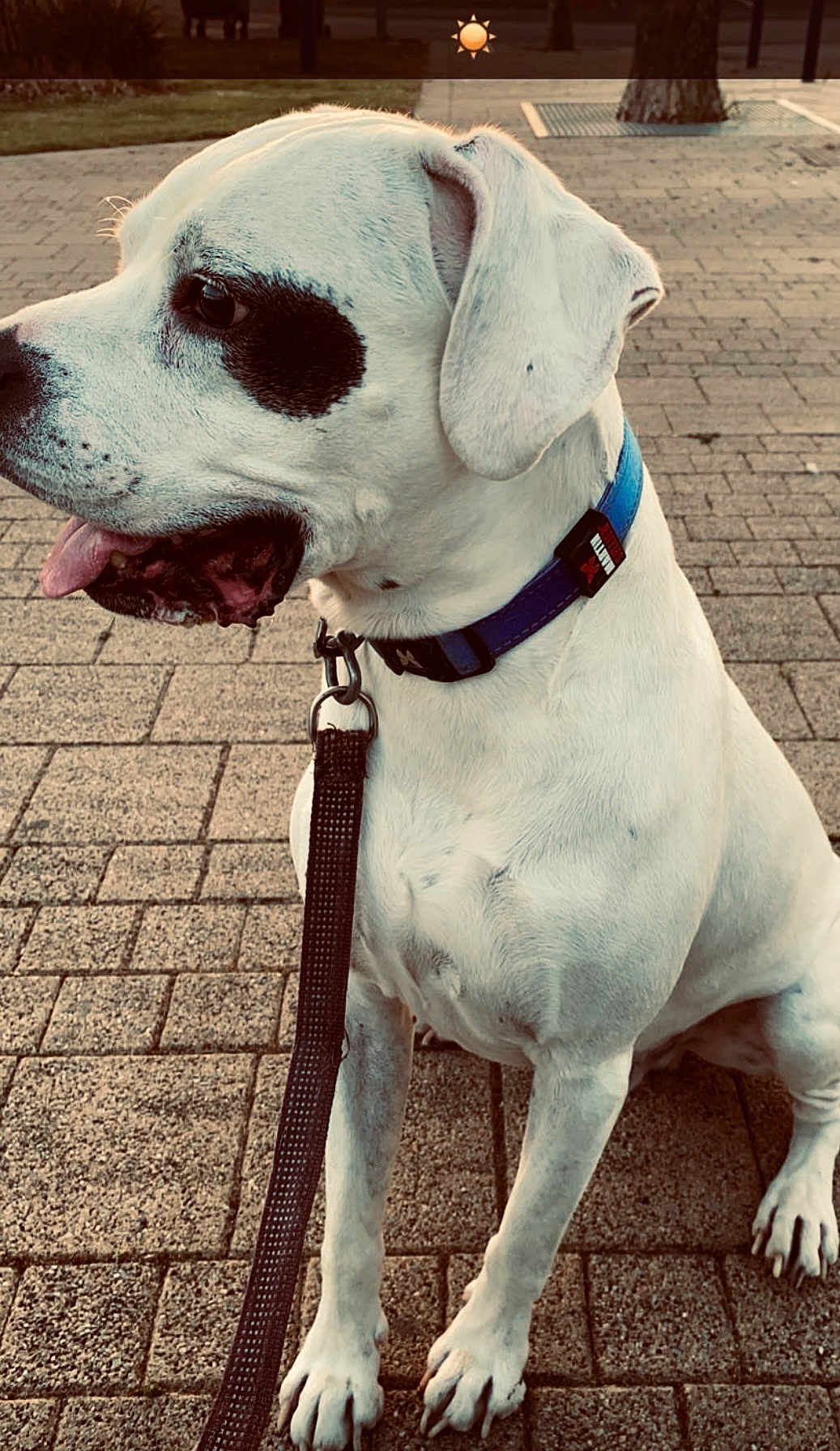 Paco a rejoint le concours — aidez-le/la à gagner de superbes lots ! dog, white_dog, black_patch, collar, leash, sitting, pavement, outdoor, pet, canine, side_profile, daylight, park, fur, animal, mammal, ears, tongue, closeup, waiting