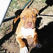 Chaos is registered to the contest to win money with this photo: puppy, dog, brown, white_paws, outdoor, grass, dirt, sunlight, shadow, hose, metal_pole, pet, young_dog, animal, cute, relaxed, lying_down, nature, daylight, playful