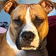 Sampson is registered to the contest to win money with this photo: dog, close_up, portrait, indoor, tan_coat, white_coat, pet, ears, nose, animal, canine, collar, tag, face, fur, looking_at_camera, alert, domestic_animal, muzzle, expression