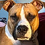 dog, close_up, portrait, indoor, tan_coat, white_coat, pet, ears, nose, animal, canine, collar, tag, face, fur, looking_at_camera, alert, domestic_animal, muzzle, expression
