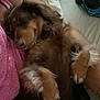 Tippie joined the competition — help win amazing prizes! dog, sleeping, brown_dog, fluffy, indoor, relaxation, pet, cozy, human_arm, pink_shirt, polka_dot, fur, resting, cuddling, comfort, animal, paw, close_up, bed, blanket